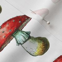 Watercolor toadstool