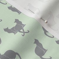 gray cats on cucumber