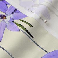 Waxlip Orchid Stripe