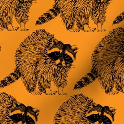 Raccoon Orange
