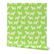West Highland Terrier in lime green