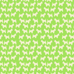 West Highland Terrier in lime green