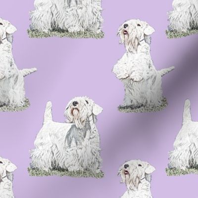 Posing Sealyham terriers - purple