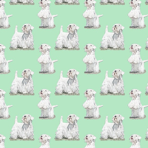 Posing Sealyham terriers - green