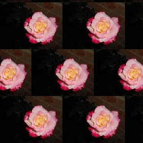 Evening Rose Blooms (Ref. 4905)