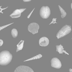 Sea shells