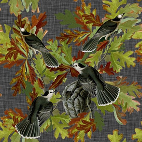 Canada Jays with Oak Leaves Dark Grey Green