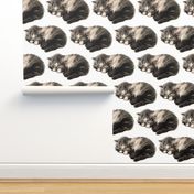 vintage retro kitsch whimsical black cats kittens monochrome black white sleeping napping