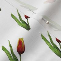 Tulips on White