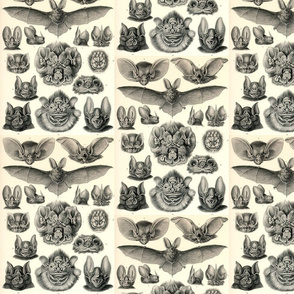 chiroptera Haeckel