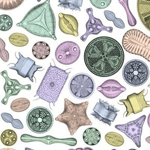 Diatoms on white