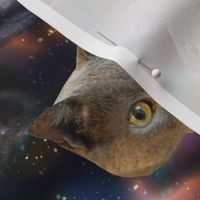 Galaxy Cats