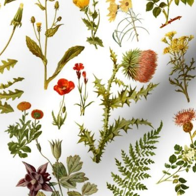 vintage botanical wildflowers-small