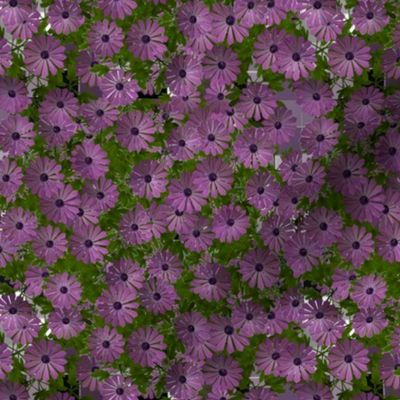 Purple Aster Floral