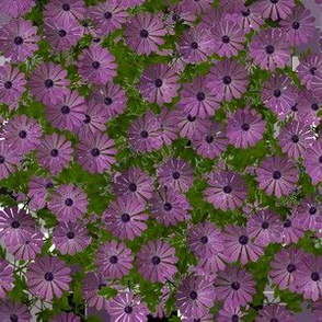 Purple Aster Floral