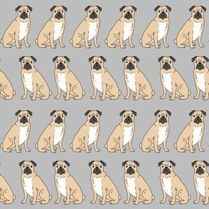 pug pet pug grey cute dogs pet dog puppy pugs