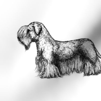 Cesky Terrier