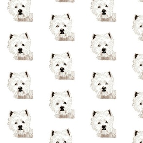 West Highland Terrier