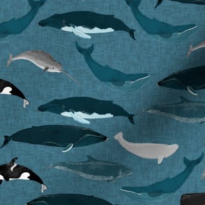 whale // whales ocean sea creature cetacean pod of whales beluga narwhal 