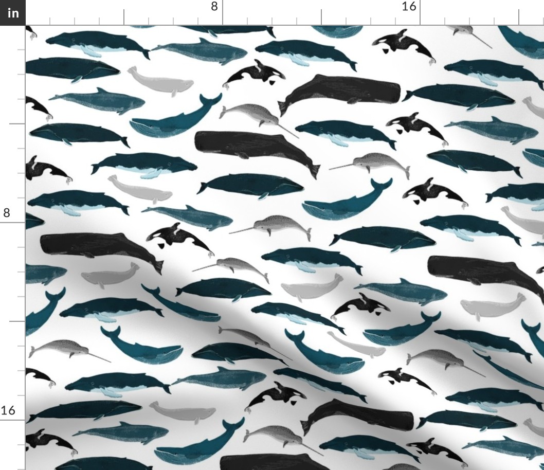 whales // whale ocean 