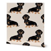 doxie dachshund weiner dog pet dogs dog weiner dog weener dog wiener dog cute pet dog