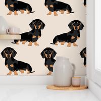 doxie dachshund weiner dog pet dogs dog weiner dog weener dog wiener dog cute pet dog