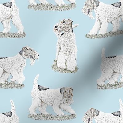 Playful Wire Fox Terrier - blue