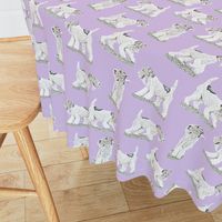 Playful Wire Fox Terrier - purple