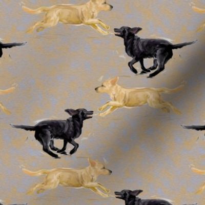 Labrador Retrievers Running