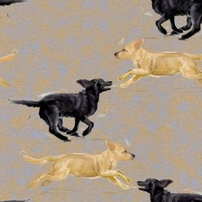 Labrador Retrievers Running