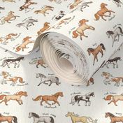 Horses coat colours and markings on white - medium scale