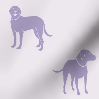 Lavender Labradors