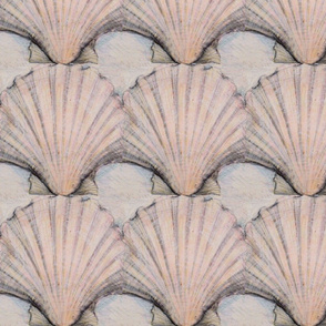 Scallop shell study