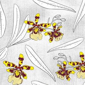 Pencil Orchids