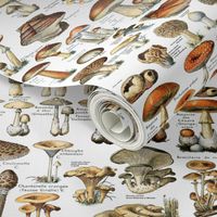 Vintage Mushroom Pattern - Fungi Varieties Galore