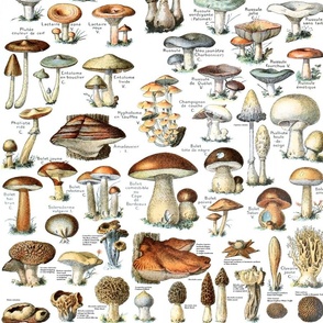Vintage Mushroom Pattern - Fungi Varieties Galore