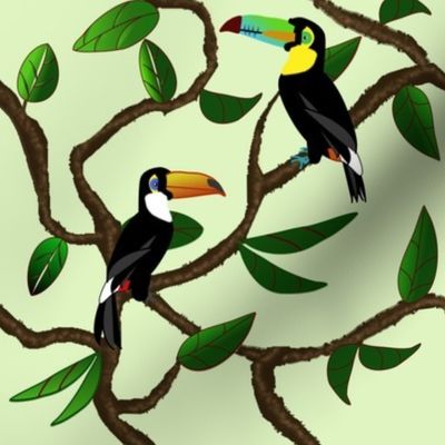 Toucans in the rubber plant tree