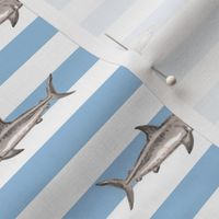 demi stripes sharks