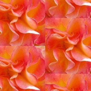 orange rose 2