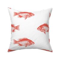 Red snapper reef fish nautical grouper ocean red fish