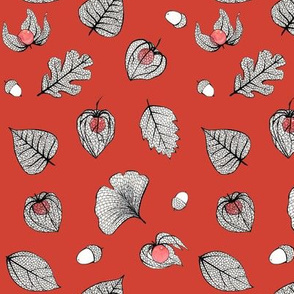 Red Physalis and skeleton leaves 