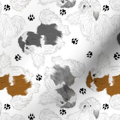 Trotting Havanese and paw prints - white