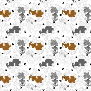 Trotting Havanese and paw prints - white