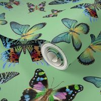 Green Multi Butterfly Paintings