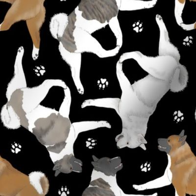 Trotting Akitas and paw prints - black