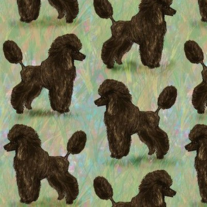 Dark Brown Poodle on Pastels