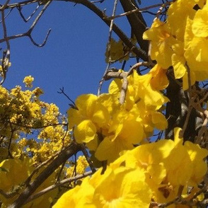 #SFDesignADay Photographic yellow flowering tree in Santa Paula, California, blue