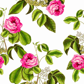 Suffolk Rose Floral Wallpaper and Fabric