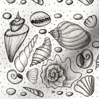 Shells - pencil drawing