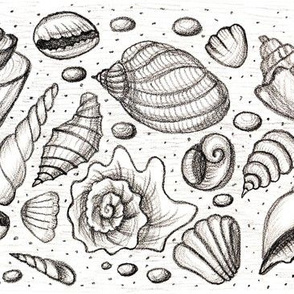 Shells - pencil drawing